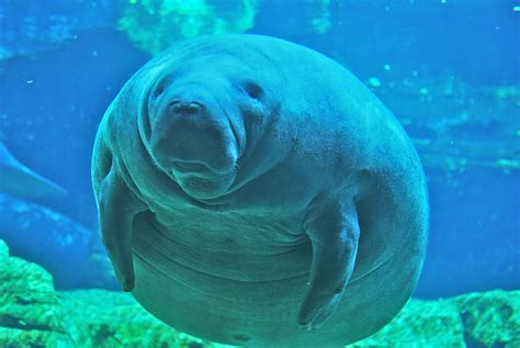 Manatee nutrislice - The manatee’s diet also consists of vertebrates and invertebrates including manatees’ own faeces. In Florida it is known to have eaten too much of tunicates of the genera Molgula …